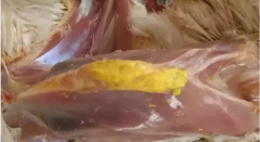 現(xiàn)在青年雞最嚴(yán)重的是什么？