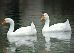 養(yǎng)鵝禁忌有哪些？看看你中了幾條！