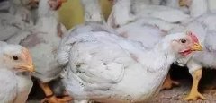 支原體感染的發(fā)展過程及臨床癥狀??！!